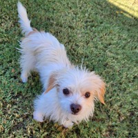 adopt-pet