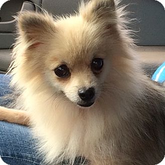 pomeranian feist mix