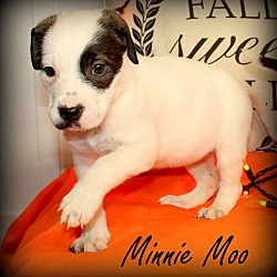 Thumbnail photo of Minnie Moo~adopted! #4
