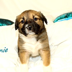 Thumbnail photo of Pennie~adopted! #2