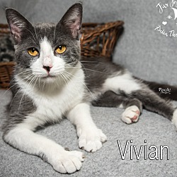 Photo of Vivian (adoption fee reduced!)