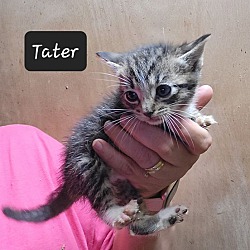 Photo of Tater