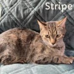 Thumbnail photo of Stripe #1
