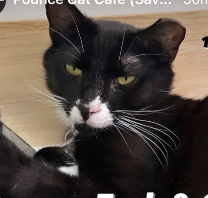 Thumbnail photo of Cody (Bonded w/ Zack) (Pounce Cat Cafe) #2