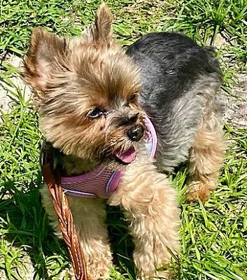 Fort Myers, FL - Yorkie, Yorkshire Terrier. Meet Molly-6 lb senior! a ...