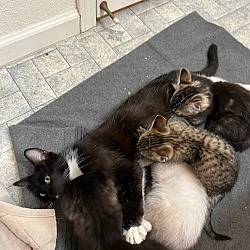 Thumbnail photo of Domino and Kittens #2