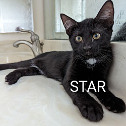 Thumbnail photo of Star #1