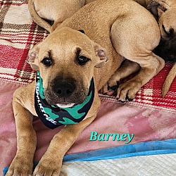 Thumbnail photo of Barney #1