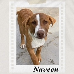 Thumbnail photo of Naveen #2