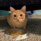 Adopt A Pet :: Big Mac - South Haven, MI