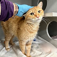 adopt a pet