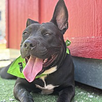 adopt a pet