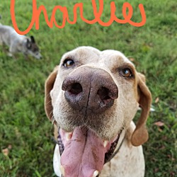 Thumbnail photo of Charlie~adopted! #4