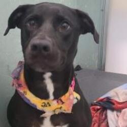 Labrador Retriever Puppies For Sale In St Augustine Florida Adoptapet Com