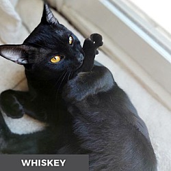 Thumbnail photo of Whiskey #4
