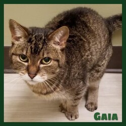 Photo of Gaia