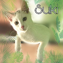 Thumbnail photo of Suki #1