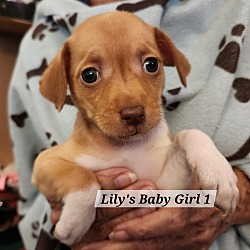 Thumbnail photo of Lily's Baby Girl 1 #1