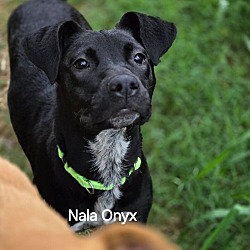 Photo of Nala Onyx