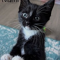 adopt a pet