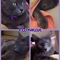 Thumbnail photo of Norman #2