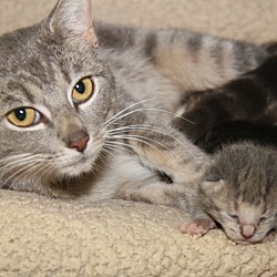 Thumbnail photo of Whitney & Kittens #2