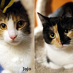 Thumbnail photo of Tiki & Jojo #1