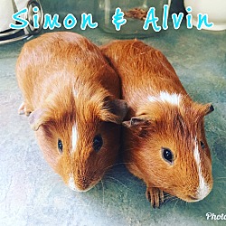 Photo of Simon & Alvin