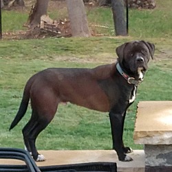 Boxer Puppies For Sale In Brockton Massachusetts Adoptapet Com