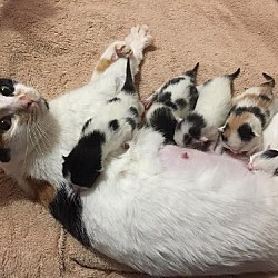 Thumbnail photo of Au Litter Estelle (Mom) - Adopted 07.12.17 #4