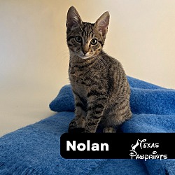Photo of Nolan