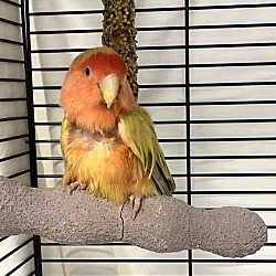 Photo of Zazu