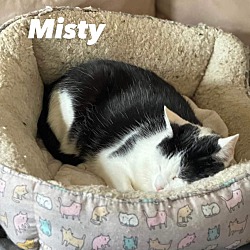 Thumbnail photo of Misty #1