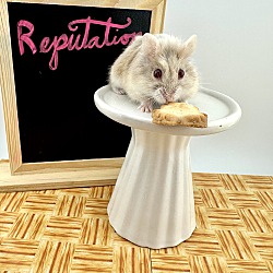 Thumbnail photo of Reputation #1