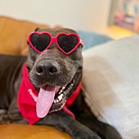 adopt a pet