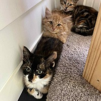 adopt a pet