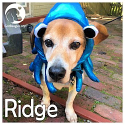 Thumbnail photo of Ridge #1