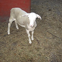 Thumbnail photo of Sheep #2