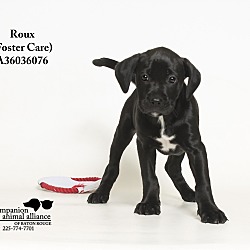 Thumbnail photo of Roux  (Foster Care) #4