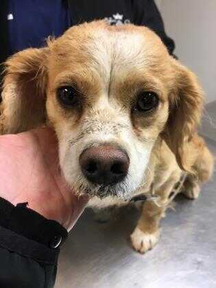 Adopt 46115774 a Red/Golden/Orange/Chestnut Cocker Spaniel ...