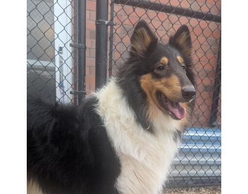 Pittsburgh, Pa - Collie. Meet Swann A Pet For Adoption - Adoptapet.com