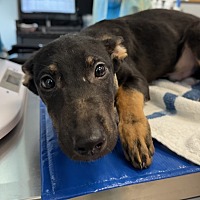 adopt a pet