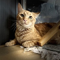 adopt a pet
