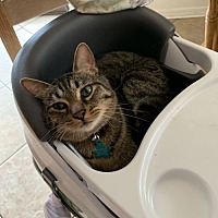 adopt a pet