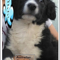Thumbnail photo of Nomi (in adoption process) #4