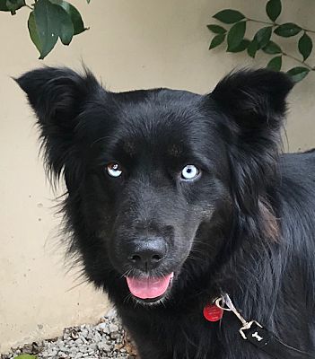 Pasadena, CA - Belgian Shepherd. Meet MISHKA a Pet for Adoption.