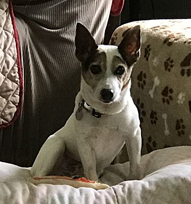 Ladson, SC - Jack Russell Terrier. Meet Wishbone a Pet for Adoption ...