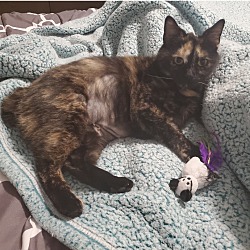 Thumbnail photo of Sylvia #3