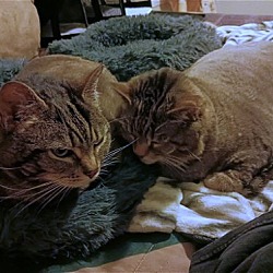 Photo of Linky (f) & Rinky (m)