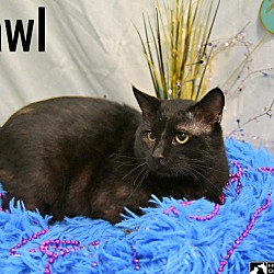 Thumbnail photo of Pawl #4